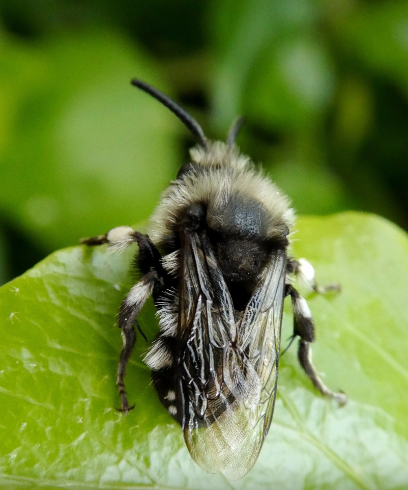 COMMON MOURNING BEE