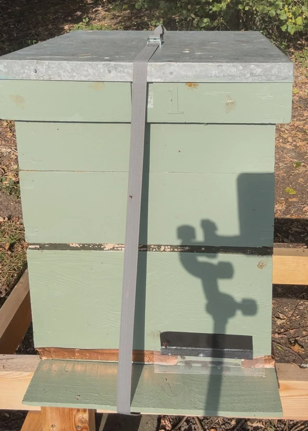 QUEENLESS HIVE