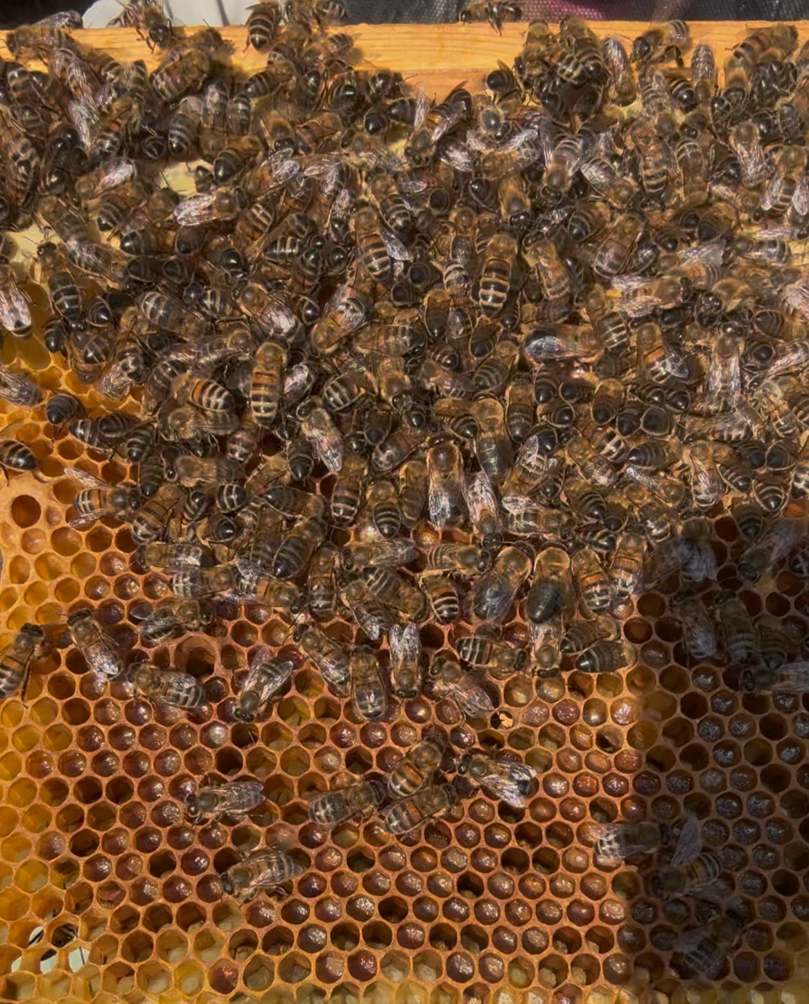 LOTS OF POLLEN