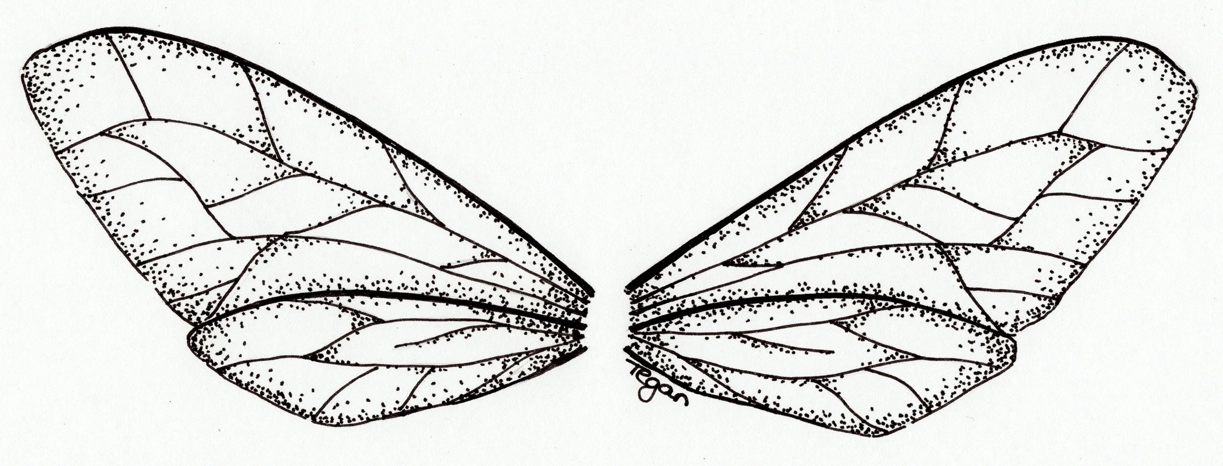 4   Pair of Wings p1.JPG