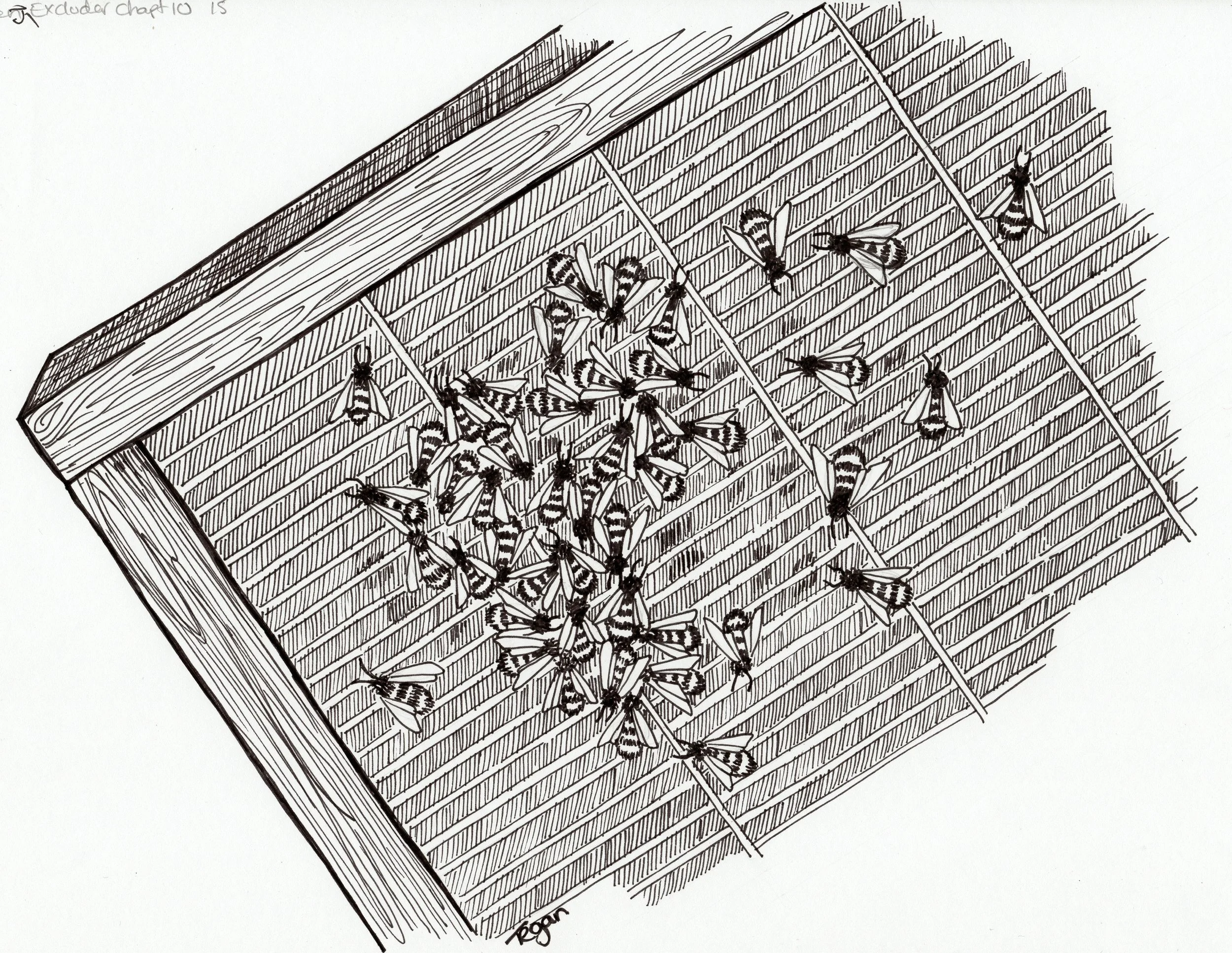 15   queen excluder chapt. 15.JPG