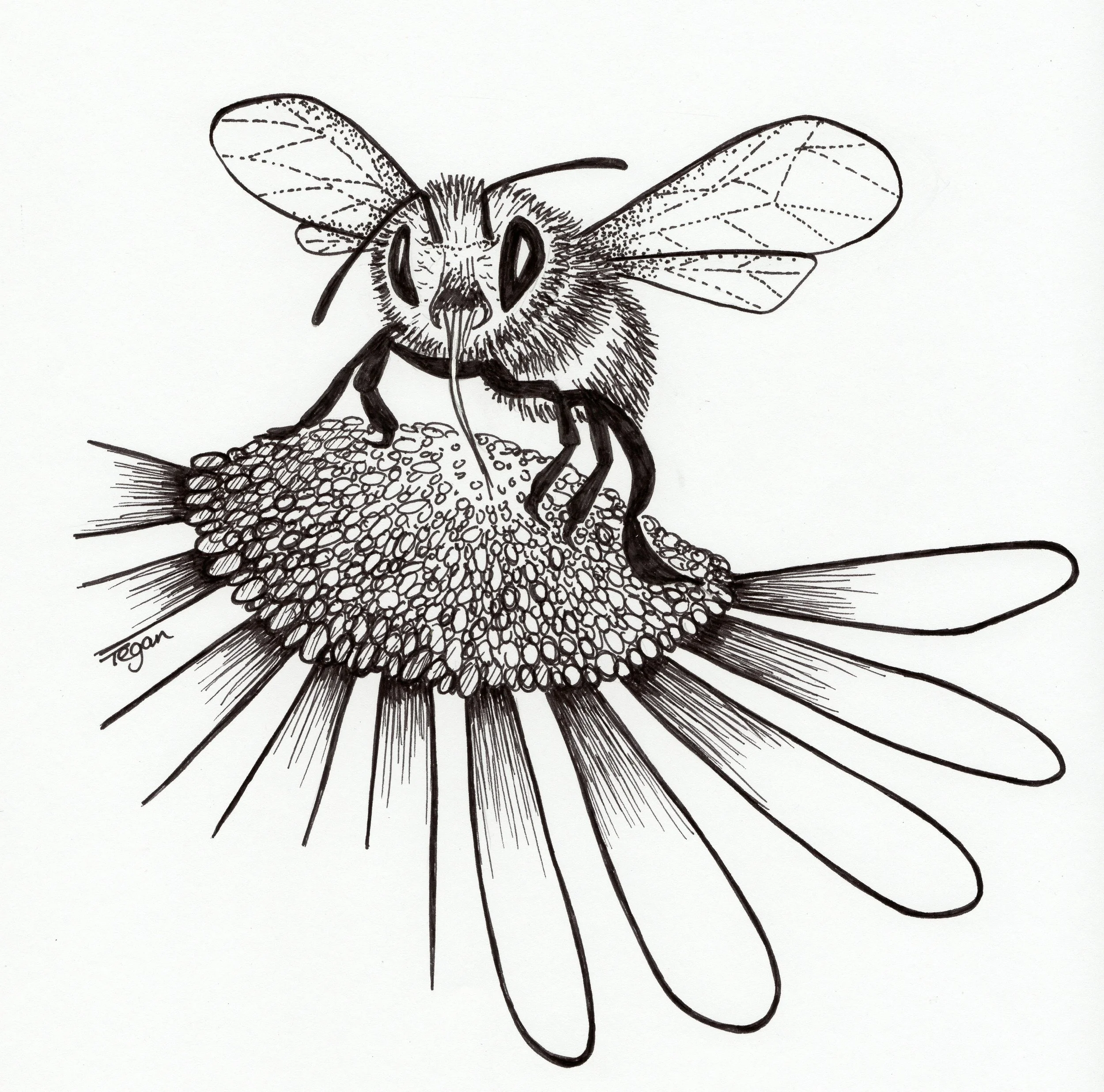 2   Close up of Bee on Daisy.JPG