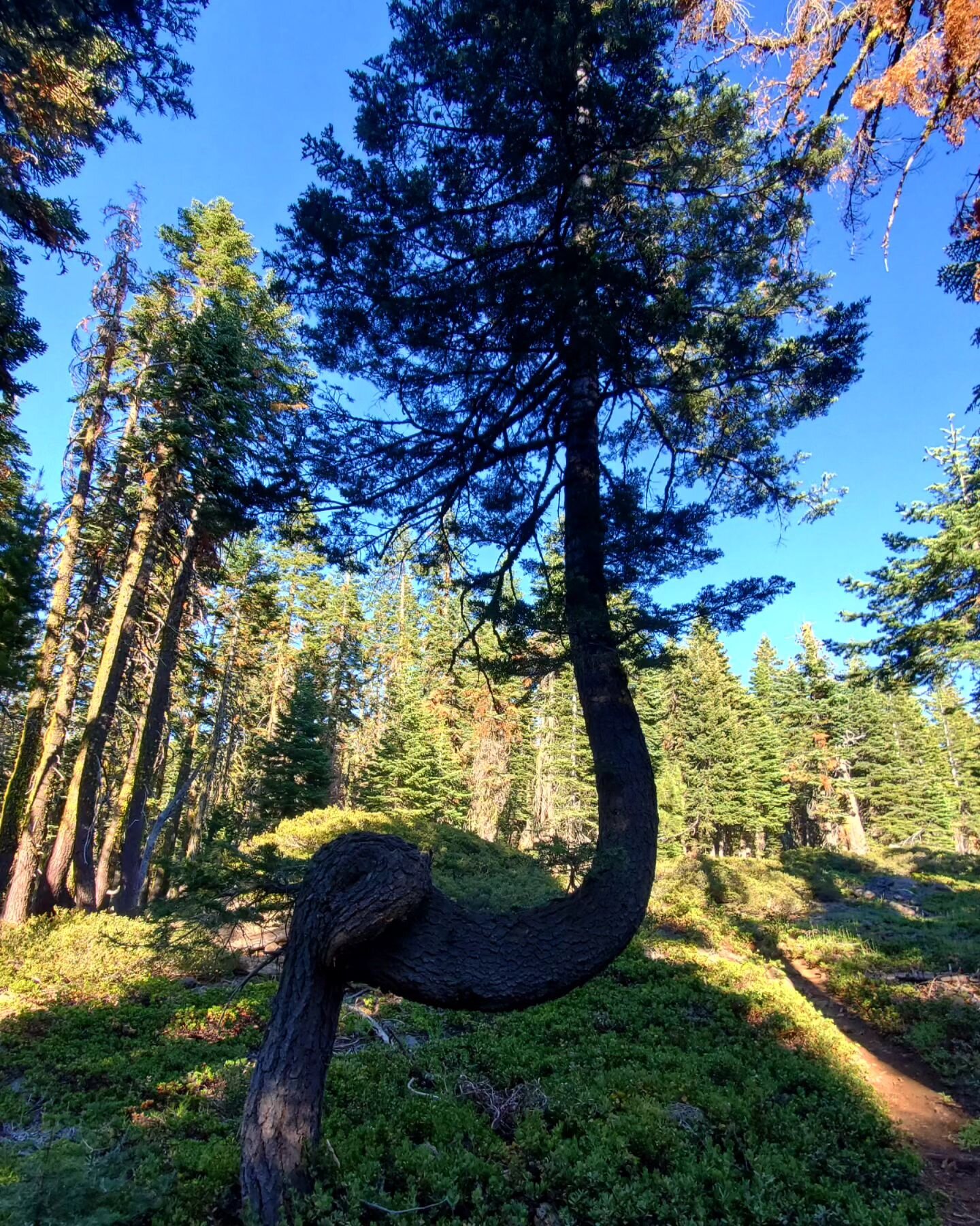 PCT journal, 2 years ago today:

&quot;Got a nice early start, despite not feeling that great. Felt slow at first and didn't want to get to (very weird dreams).&quot;

Same, past self. Same.

A whimsical tree will improve things always though. 

#pct