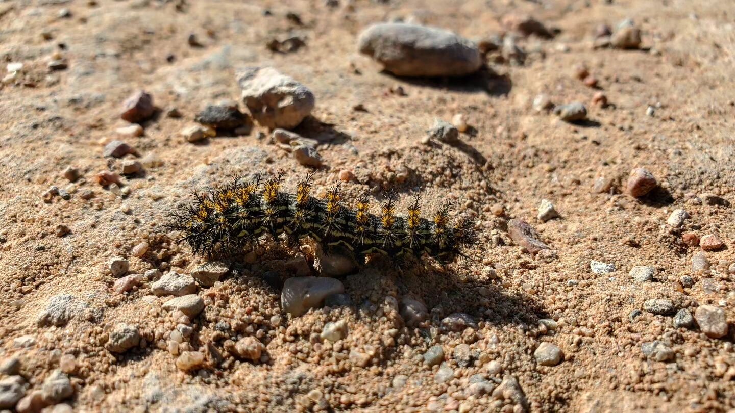 At the end of the day, we're all just caterpillars in the desert. 

#caterpillar #desert #bugs #newmexico