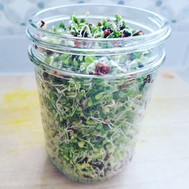 World's most underrated #superfood #broccolisprouts #sprouted #seedsofchange