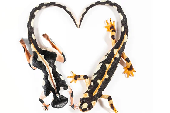ID379128-All-You-Need-is-Love-…-and-Newts-Gabby-Wild.jpg