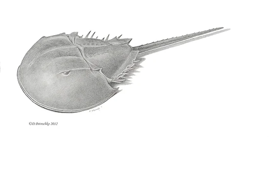 ID380125-Limulus-Polyphemus-Dorie-P-Petrocjko.jpg