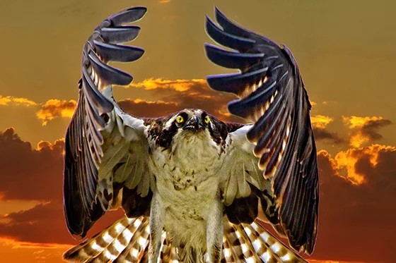 ID405275-Osprey-at-Sunset-Sandy-Scott.jpg