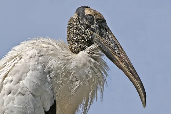 ID405285-Portrait-of-a-Wood-Stork-Sandy-Scott.jpg