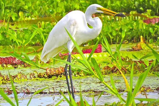 ID414496-Peruvian-Amazon-Egret-Jason-D-Wolff.jpg