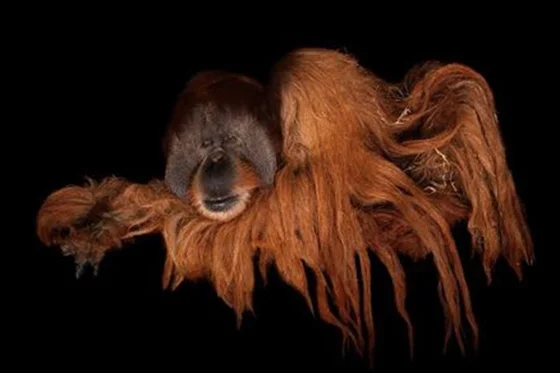 Clyde-Joel-Sartore.jpg