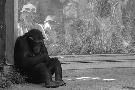 ID419651-The-Captive-and-the-Captivated-Chris-E-Ramos.jpg