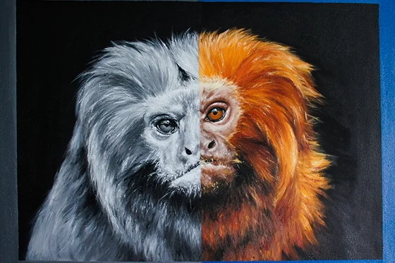 ID419752-Golden-Lion-Tamarin-Sarah-Smith.jpg