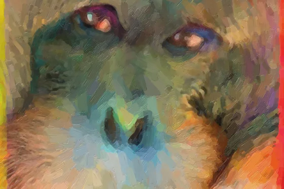 ID425060-Pongo-Thinking-Audian-D-Dunham.jpg