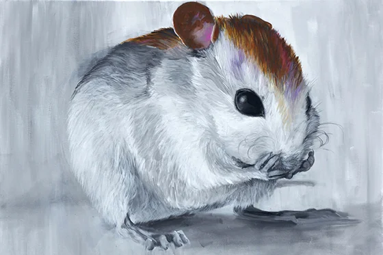 ID425200-The-St.-Andrews-Florida-Beach-Mouse-Alison-Armstrong.jpg