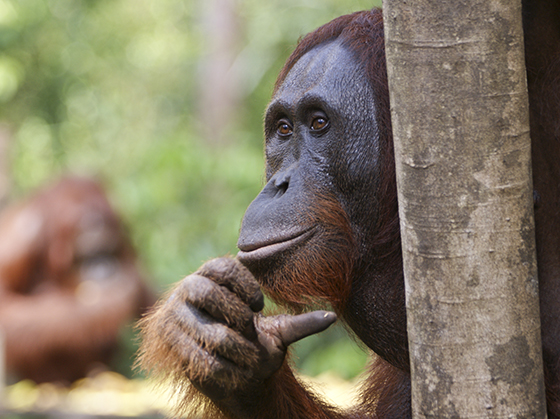 ID426348-The-Thinker-Brian-Kamprath.jpg