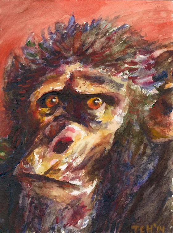 ID426701-African-Ape-in-the-Sunset-Thurston-C-Hicks_NEW.jpg