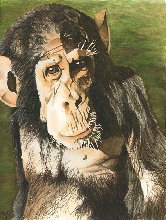ID426723-Kathé-Chimpanzee-Thurston-C-Hicks_NEW.jpg