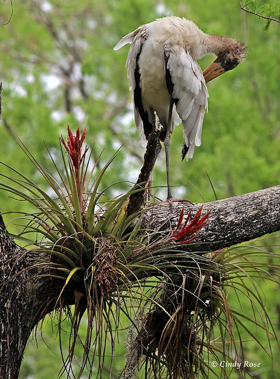 ID474875-Endangered-Wood-Stork-Cindy-Rose.jpg