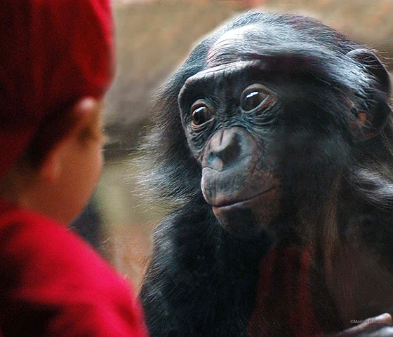 ID475053-Bonobo-Vic-Marian-Brickner.jpg