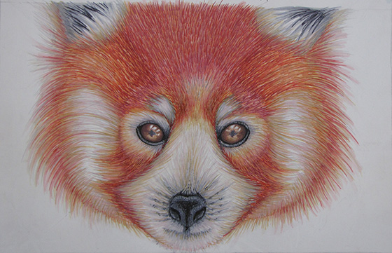 ID475342-Window-into-a-Red-Pandas-Soul-Aspen-Smith.jpg