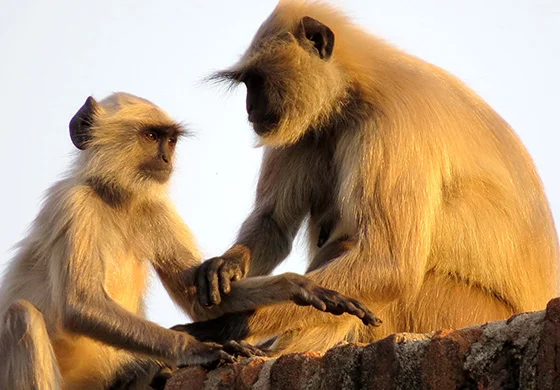 WEB_P_ID475387-Golden-Langur-Monkeys-Patricia-L-Quinn.jpg