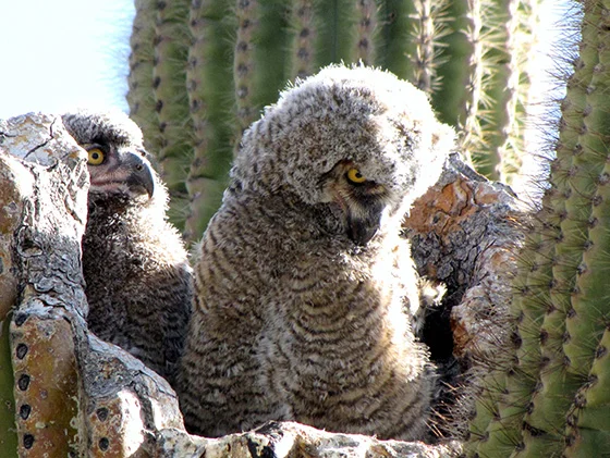 WEB_P_ID475388-Great-Horned-Owl-Babies-Patricia-L-Quinn.jpg