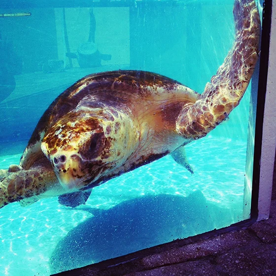 WEB_YA_ID475031-Turtle-Rescue-Scout-Dingman.jpg