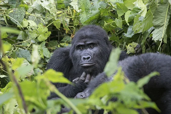 WEB_P_ID475099-Silverback-Elisabeth-Olson.jpg