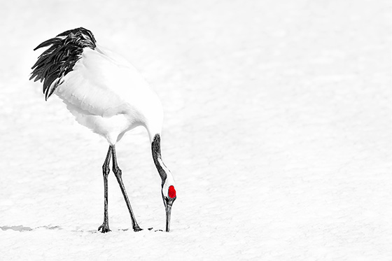 WEB_P_ID475211-Red-Crown-of-Japan-Shelley-Lake.jpg