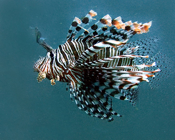 WEB_P_ID475461-Exotic-Predator-Jane-L-Saull.jpg