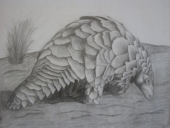 WEB_YA_ID475320-Pangolin-William-Zhang-copy.jpg