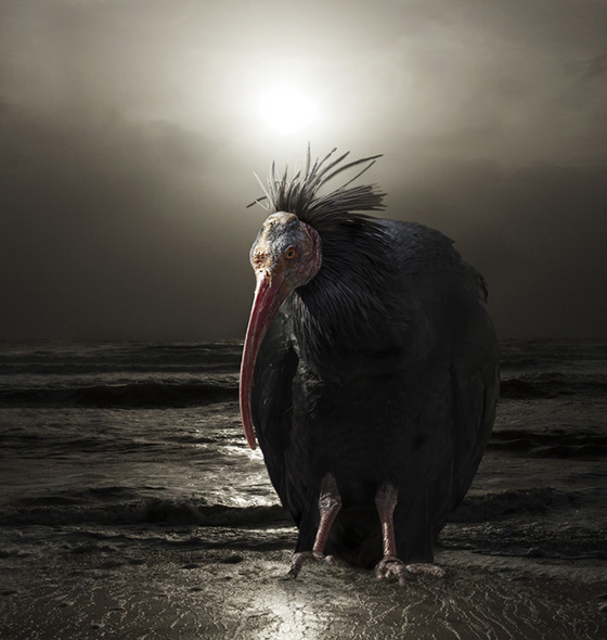WEB_P_ID519824-A-Northern-Bald-Ibis-or-Waldrapp-Pat-Swain.jpg