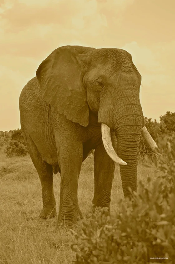 WEB_P_ID519860-Elephant-Nicholas-Mariano.jpg