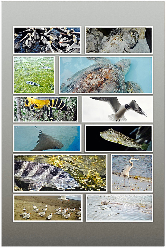 WEB_P_ID520159-Natures-Wonders-in-Florida-Howard-Greenberg.jpg
