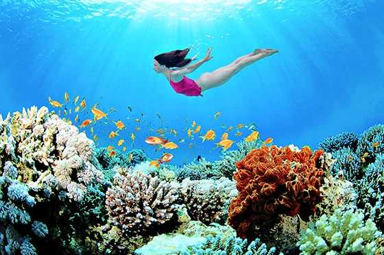 WEB_FA_ID520425-Over-the-Reef-Suzanne-Barton.jpg