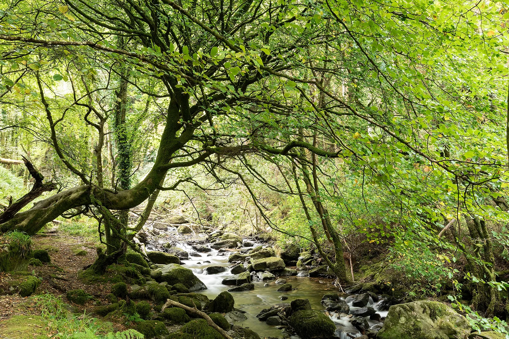 Tree And Stream © 2018 Phoenix Marks | All Rights Reserved