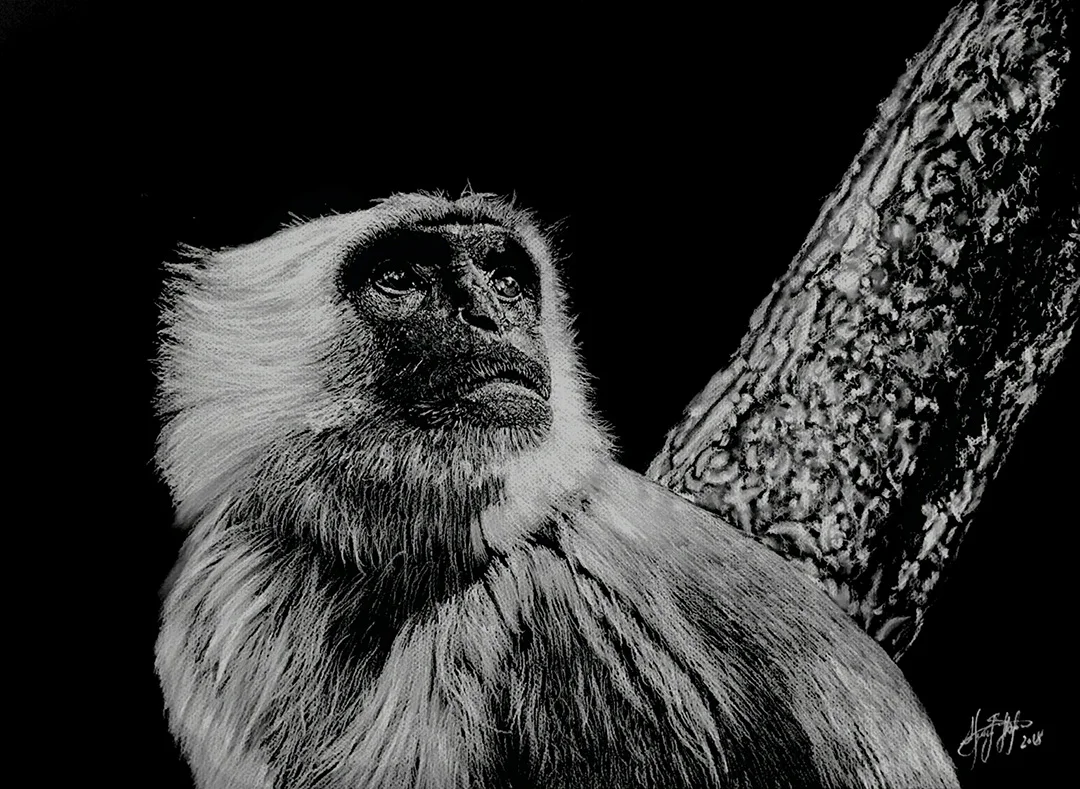 Hanuman Langur © 2018 Sherif Hakeem | All Rights Reserved