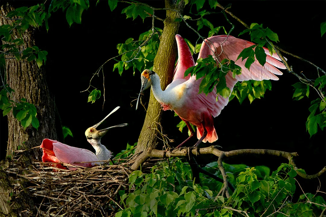 Spoonbill Bringing Stick To Nest © 2018 Mary Ann Caffery | All Rights Reserved