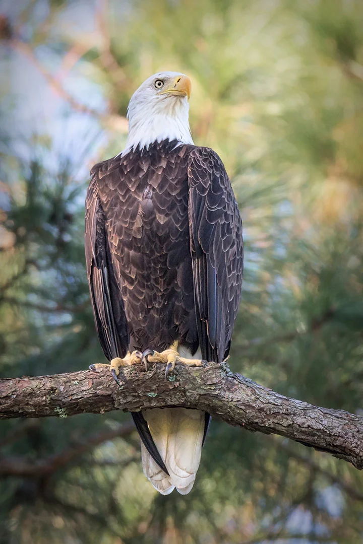 Proud As An Eagle © 2018 Laurie Schaerer | All Rights Reserved