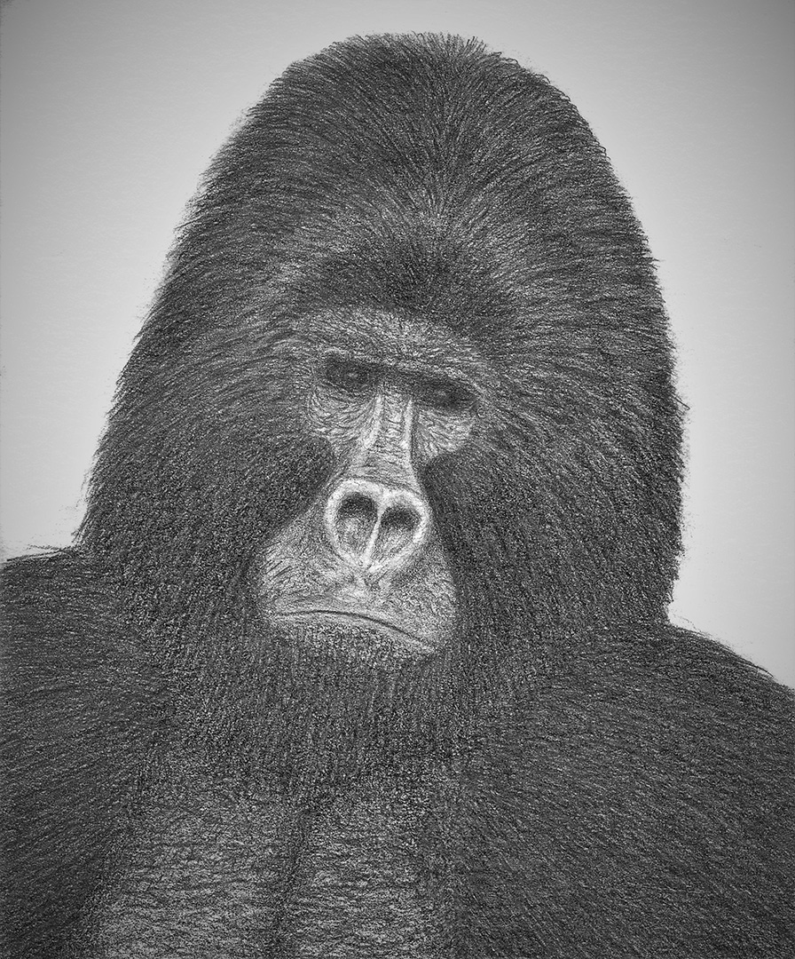 Louie! © 2018 John April | All Rights Reserved