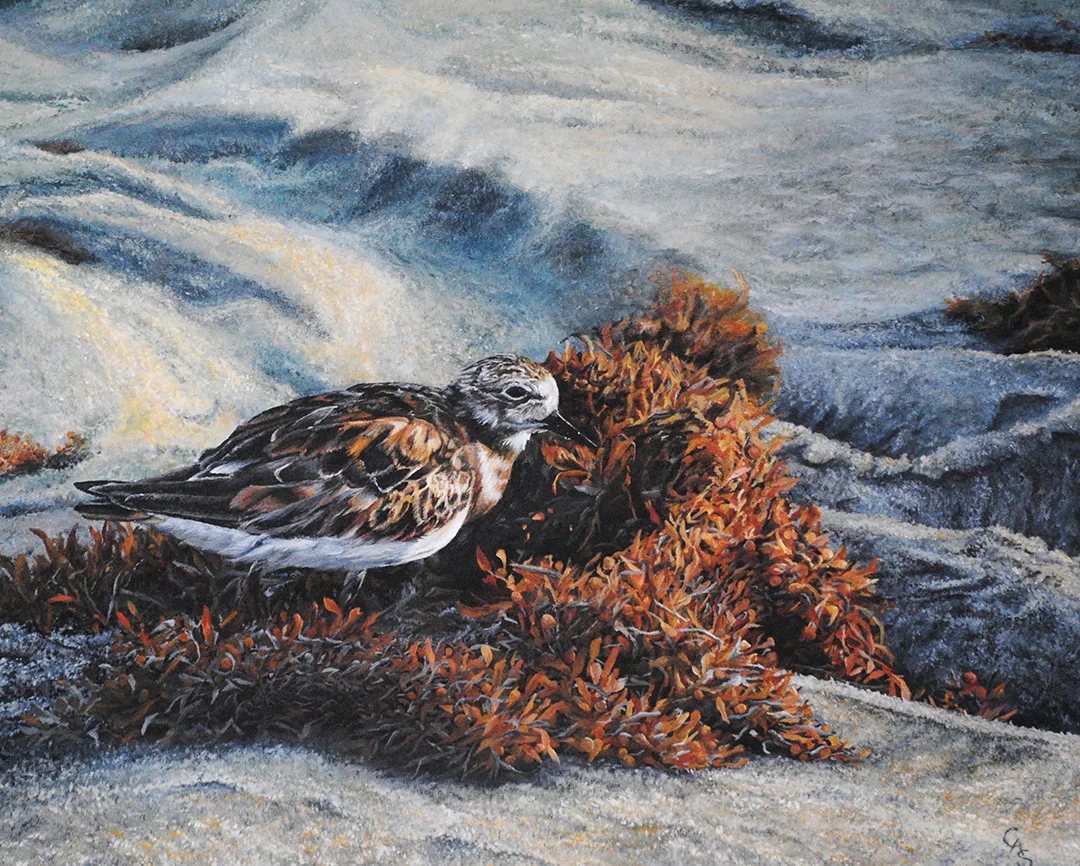 Sandpiper © 2018 Carol-Ann Salley | All Rights Reserved