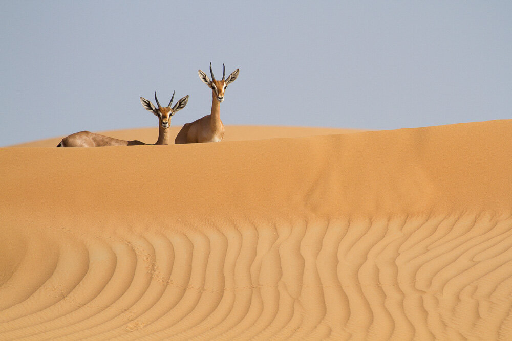 Desert Elegance (Mountain Gazelles, United Arab Emirates)