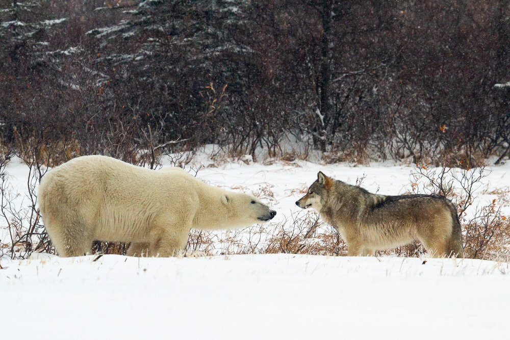 Arctic Face-off (Gray Wolf &amp; Polar Bear, Canada)