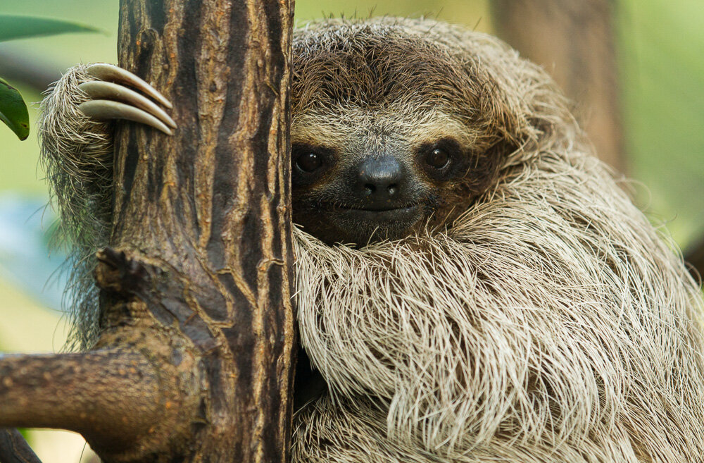 Glimmer of Hope (Pygmy Sloth, Panama)