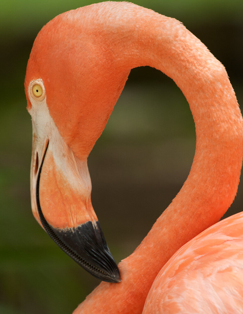 Grace (American Flamingo, Bahamas)