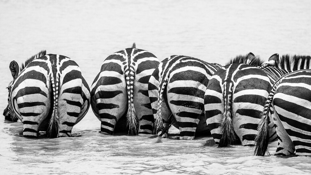Study in Stripes (Zebra, Tanzania)