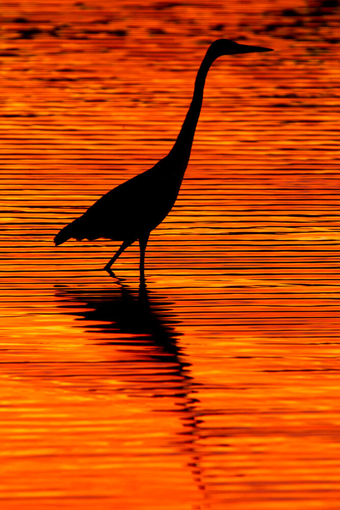 Sunset Heron (Great Blue Heron, Florida)