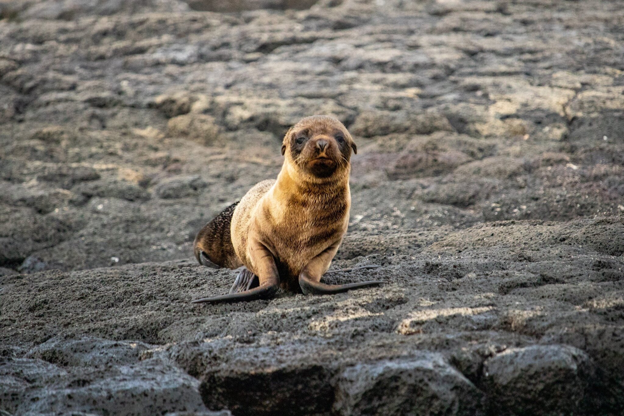 Galapagos Sea Lion © 2020 Katie Murray | All Rights Reserved