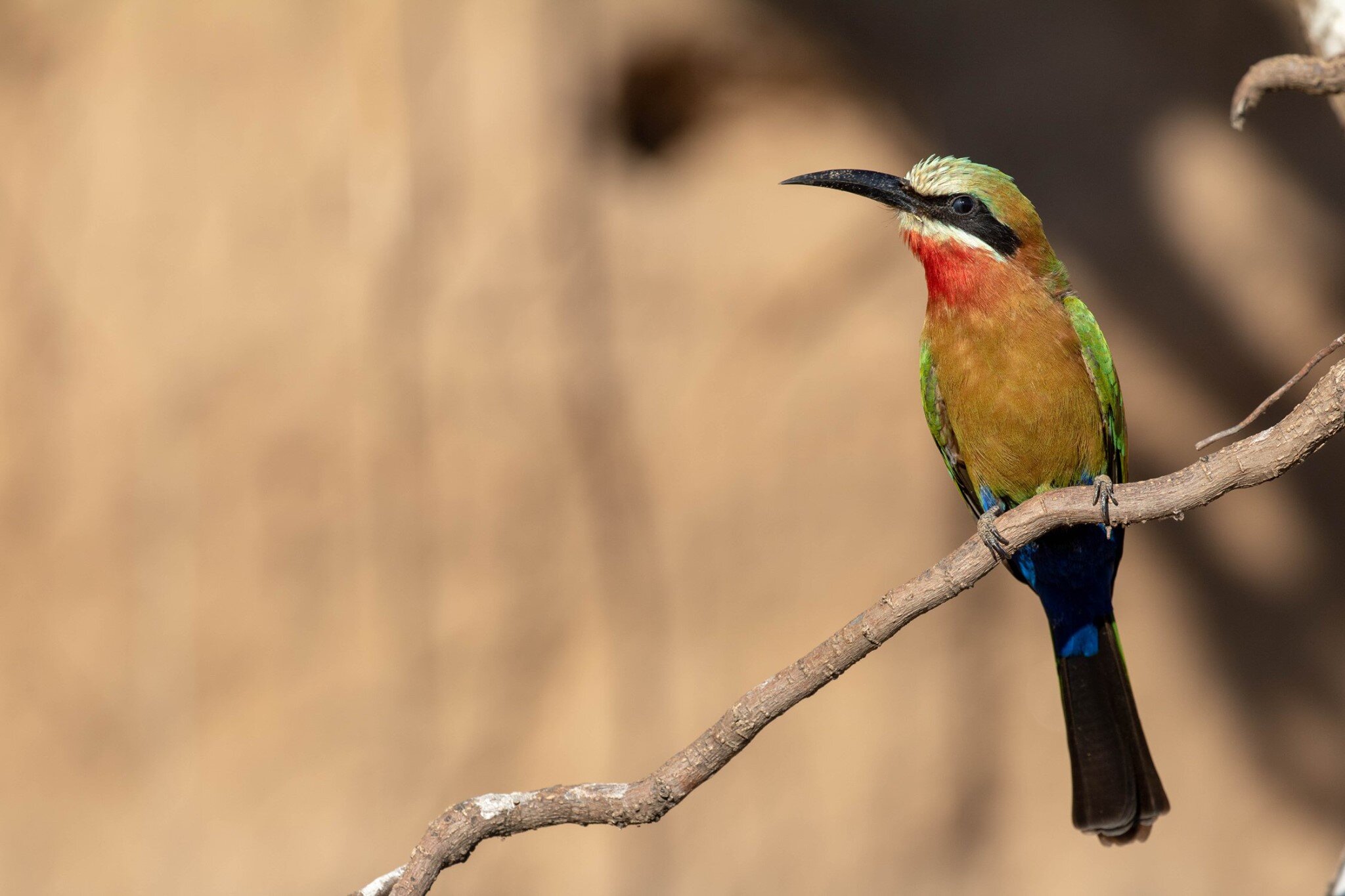 White-Fronted Bee-Eater © 2020 Katie Murray | All Rights Reserved